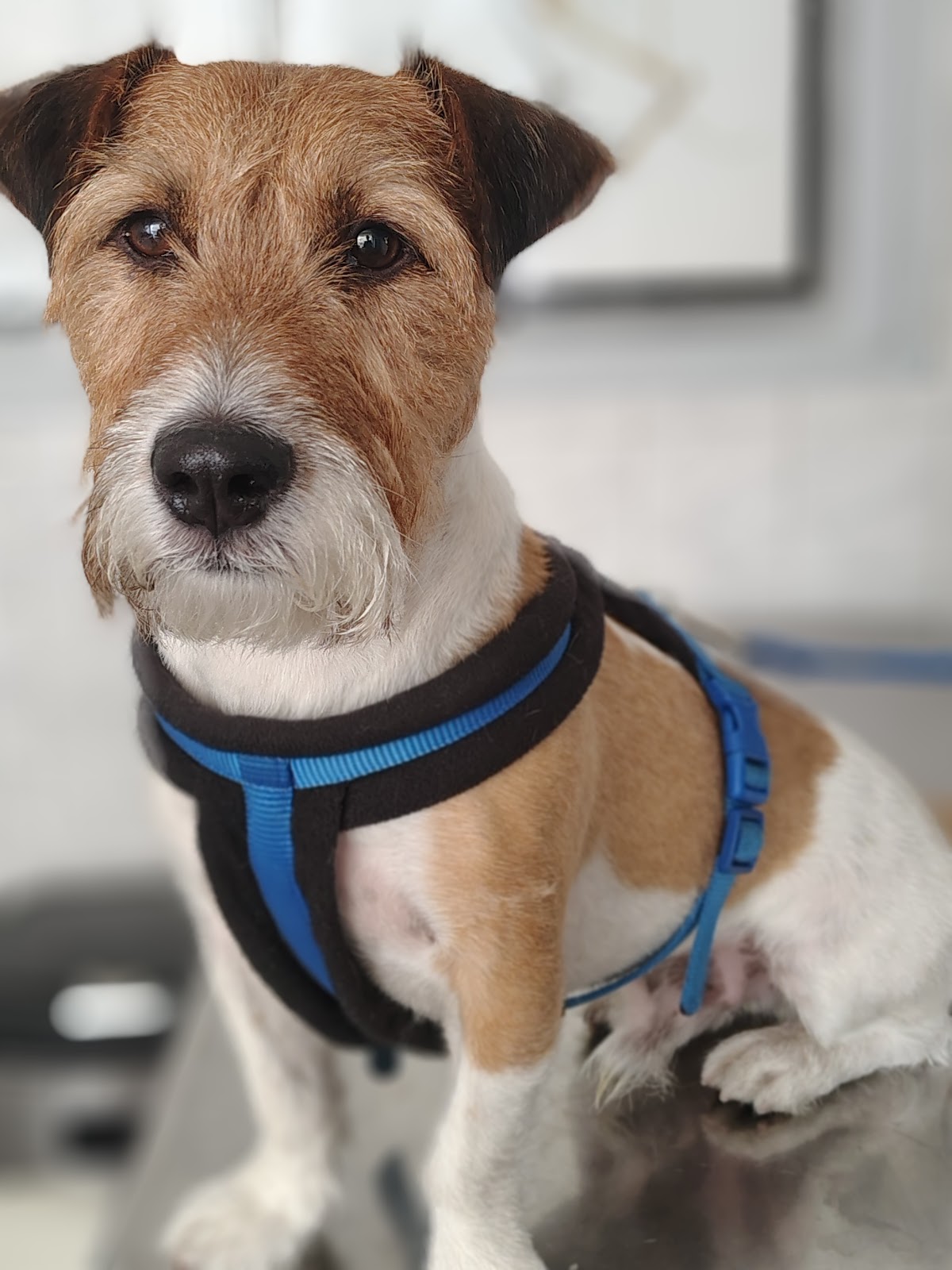 Consulta veterinaria profesional en Veterinaria Tamara Mónaco en Villa Urquiza