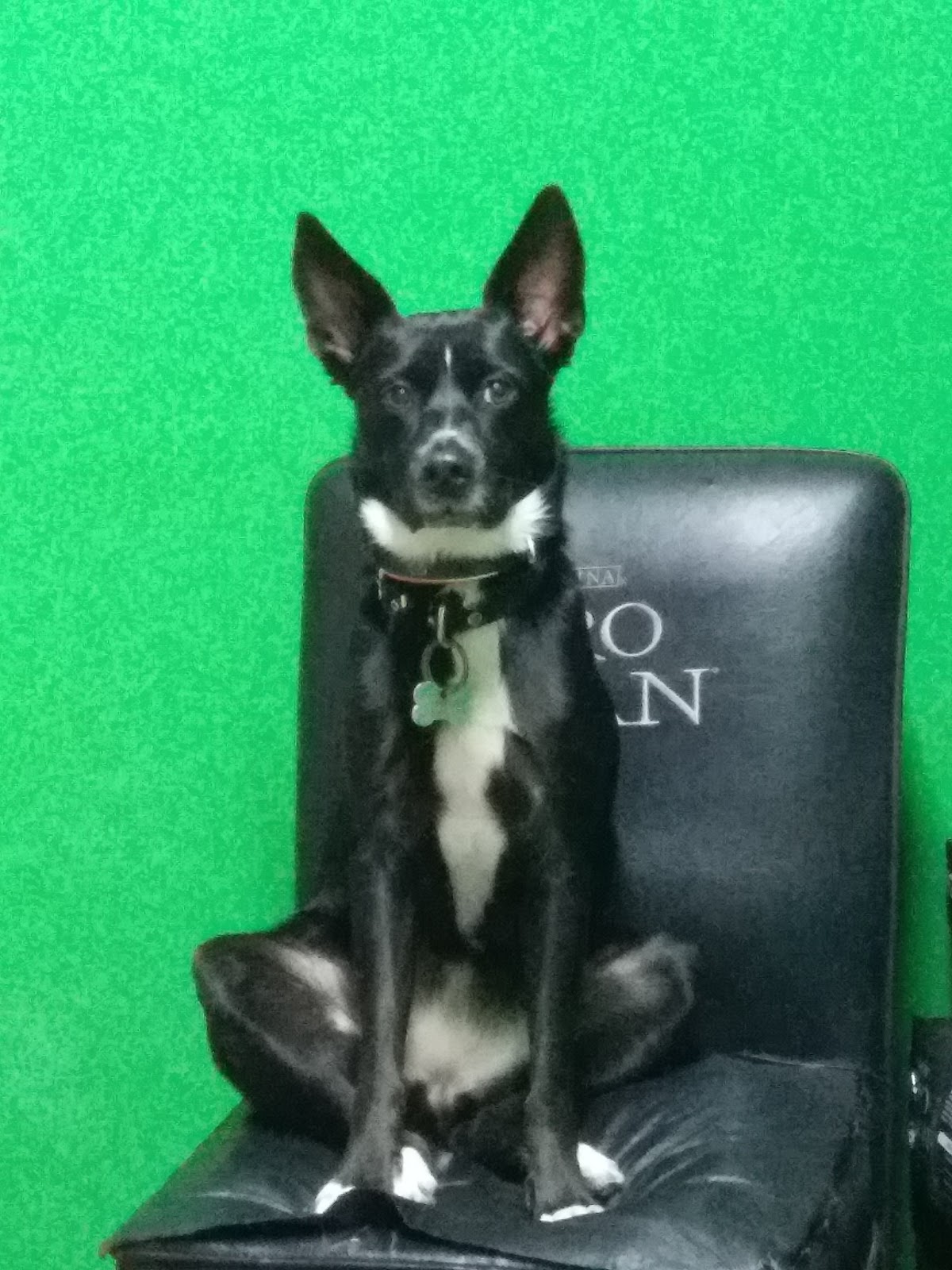 Paciente canino en Veterinaria Tamara Mónaco