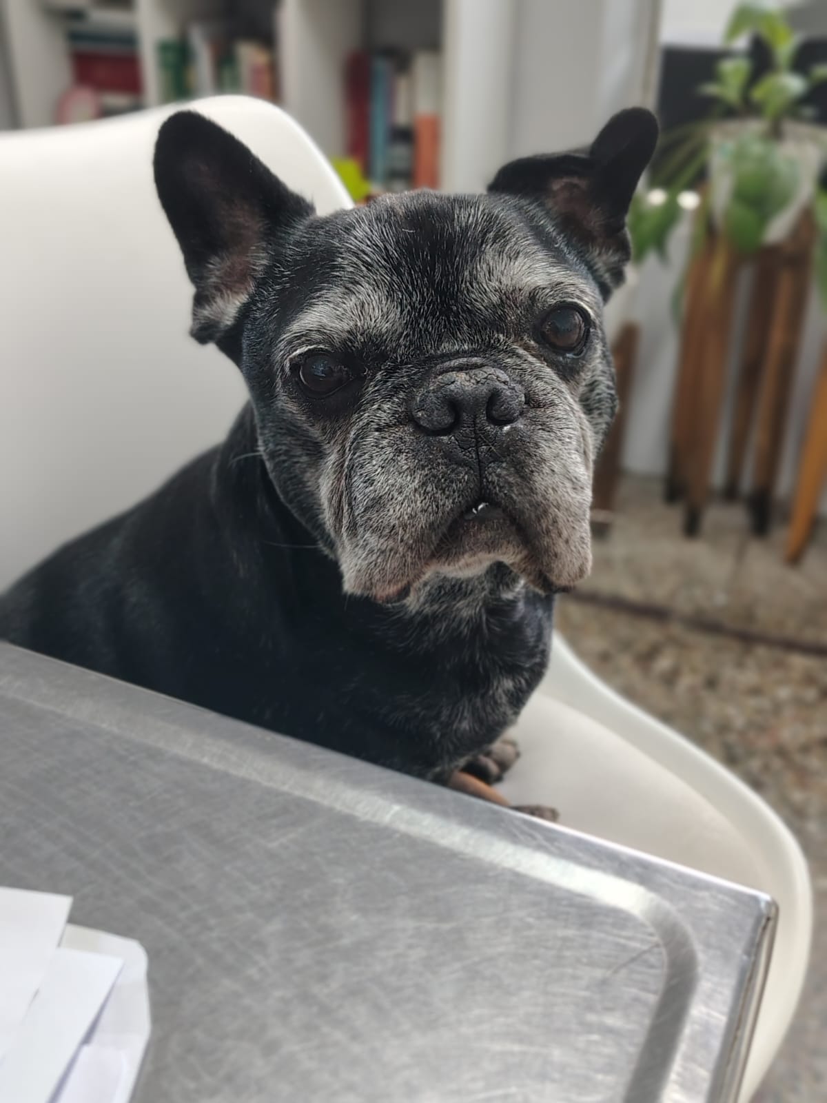 Paciente canino en la sala de atención